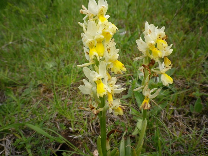 Orchis pauciflora